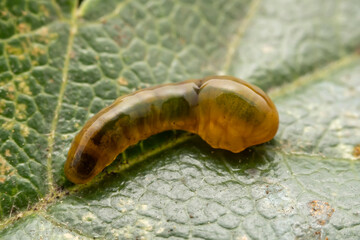 Leaf Bee Larvae inhabiting on the leaves of wild plants