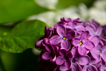 Pink lilac flowers in macro view, lilac blooms