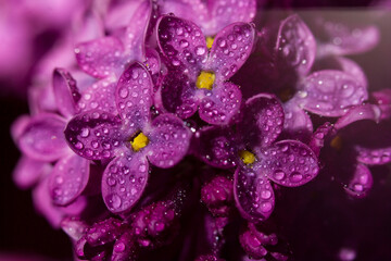 Pink lilac flowers in macro view, lilac blooms