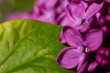 Pink lilac flowers in macro view, lilac blooms