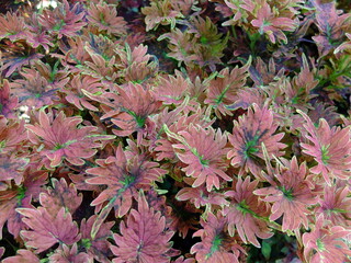 Close up of tropical plants in the forest.