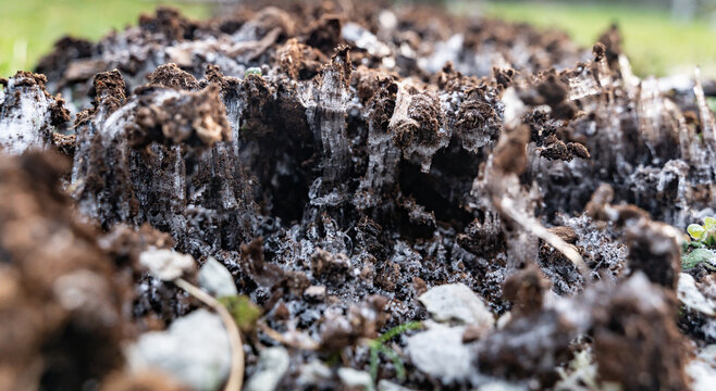 Frozen soil