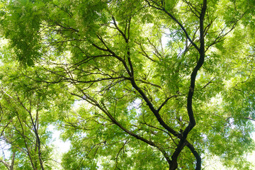 Ancient Trees on Chengxian Street, Beijing, China