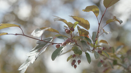 apple tree with small apples on a branch