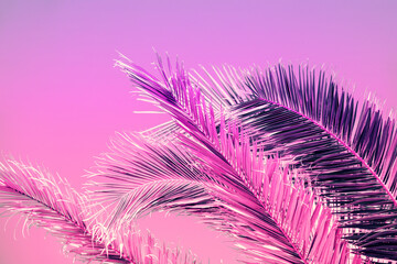 Palm tree leaves against pink sunset sky. Tropical nature background