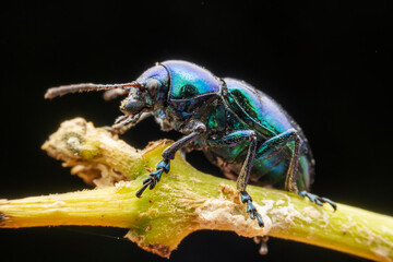 leaf beetle inhabiting on the leaves of wild plants