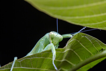 Mantis inhabits the leaves of wild plants