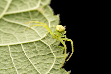 Crab spiders inhabit the leaves of wild plants and wait for prey