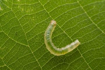 Notodontidae larvae inhabits the leaves of wild plants