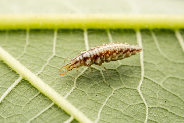 lacewing larvae inhabiting on the leaves of wild plants