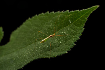 Pentatomidae insects inhabits the leaves of wild plants