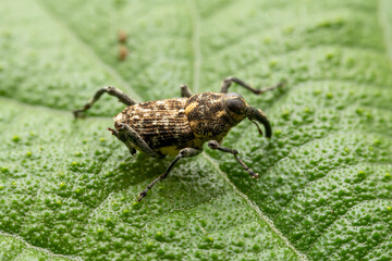 weevil inhabits the leaves of wild plants