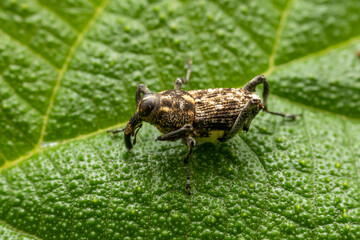 weevil inhabits the leaves of wild plants