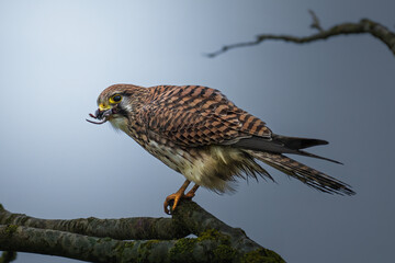 Turmfalke mit Beute auf dem Ast - Maus