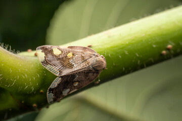 planthopper inhabiting on the leaves of wild plants