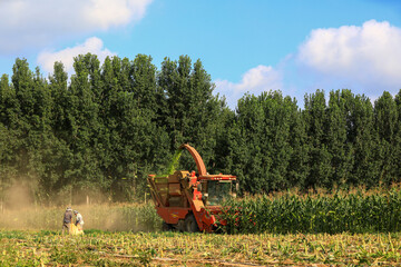 Farmers drive harvesters to harvest sweet corn in the fields.