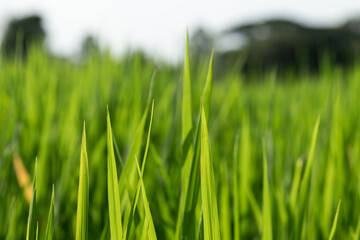 close up of green grass
