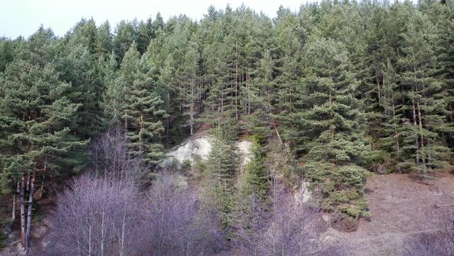 Pine forest, pinus sylvestris panoramic shot in the Carpathian mountains, Romania.