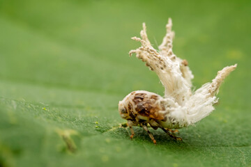 planthopper inhabiting on the leaves of wild plants