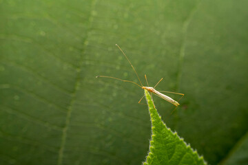 Pentatomidae insects inhabits the leaves of wild plants