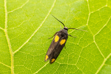 Moth insects inhabit the leaves of wild plants