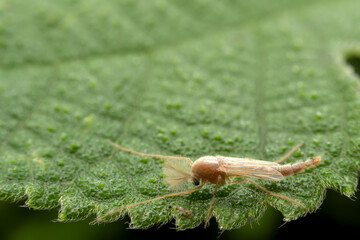 Chironomid mosquito inhabit the leaves of wild plants