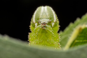 sphingidae larva inhabits the leaves of wild plants
