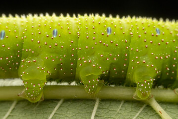 sphingidae larva inhabits the leaves of wild plants