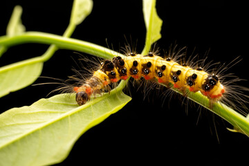 tussock moth Larvae inhabits the leaves of wild plants