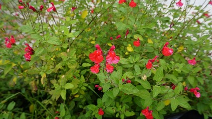 Red flowers of Salvia greggii also known as San Antone oregano, Autumn sage, Tabita