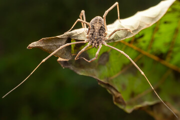 harvestman inhabits the leaves of wild plants