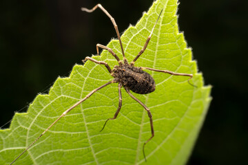 harvestman inhabits the leaves of wild plants