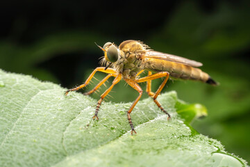 robber flies inhabiting on the leaves of wild plants