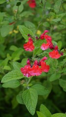 Red flowers of Salvia greggii also known as San Antone oregano, Autumn sage, Tabita