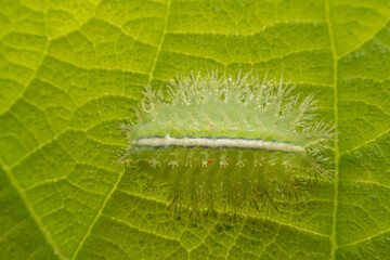 Limacodidae larva inhabits the leaves of wild plants