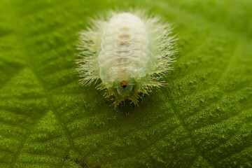 Limacodidae larva inhabits the leaves of wild plants