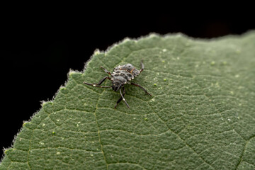 Stinkbug nymph inhabits the leaves of wild plants