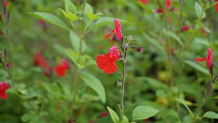 Red flowers of Salvia greggii also known as San Antone oregano, Autumn sage, Tabita