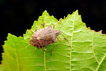 The stinkbug family insects inhabit wild plants