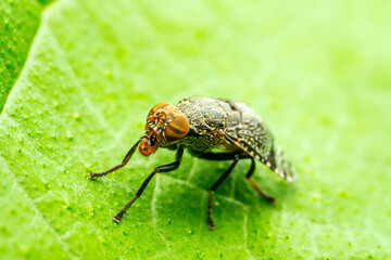 fly inhabiting on the leaves of wild plants