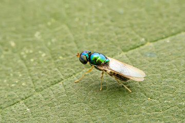 stratiomyiid inhabits the leaves of wild plants