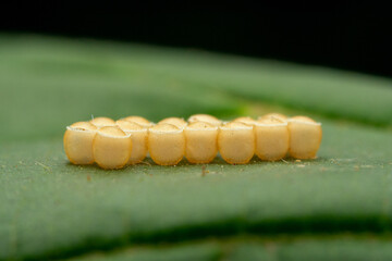 Insect eggs on wild plant leaves