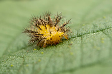 henosepilachna vigintioctomaculata larva on wild plant leaves