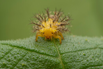 henosepilachna vigintioctomaculata larva on wild plant leaves