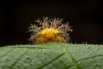 henosepilachna vigintioctomaculata larva on wild plant leaves