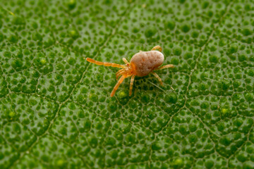 mite inhabiting on the leaves of wild plants