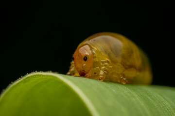 Leaf Bee Larvae inhabiting on the leaves of wild plants