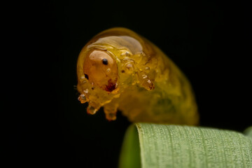 Leaf Bee Larvae inhabiting on the leaves of wild plants