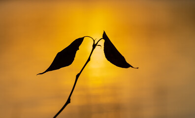 Leaves silhouette with golden sunset or sunrise background.
