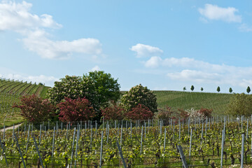 blühende Bäume und sträucher im Weinberg im Frühjahr unter blauem Himmel